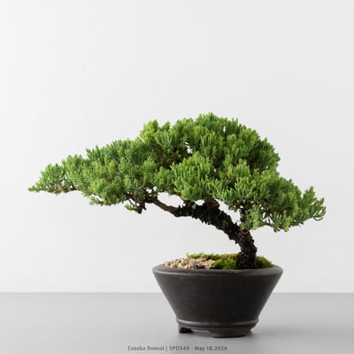 珍珠柏｜SPD5405