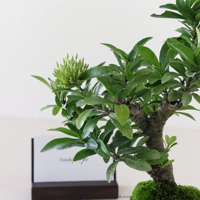 矮仙丹 [白花] | IXP5042