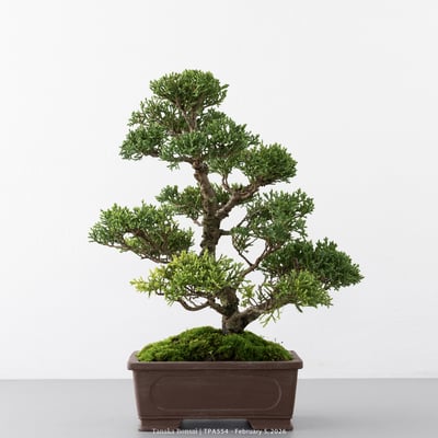 紀州真柏｜TPA5541