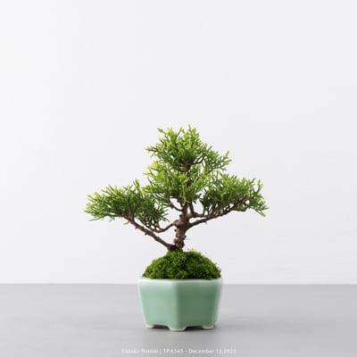 紀州真柏｜TPA5457