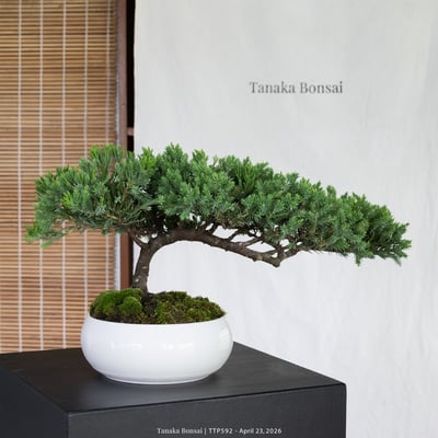 臺灣真柏｜TTP5927