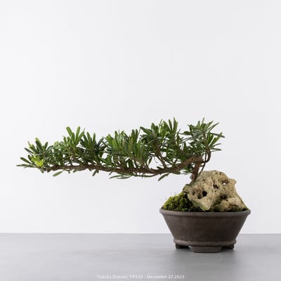 晶鑽羅漢松｜FP5297