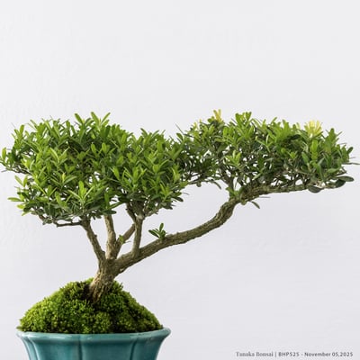 雀舌黃楊｜BHP5253