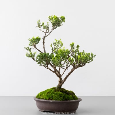 系魚川真柏｜IP5233