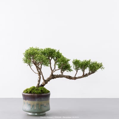 紀州真柏｜TPA5487