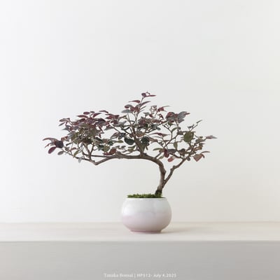 紅花繼木｜HP5124