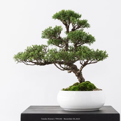 紀州真柏｜TPA5402