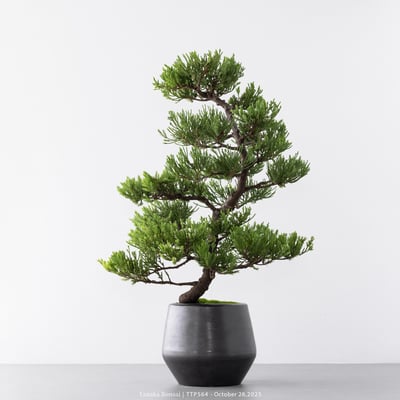 台灣真柏｜TTP5646