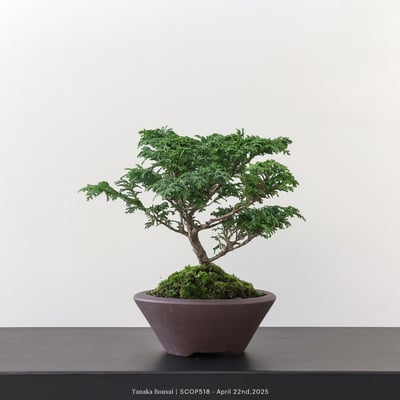 姬檜木｜SCOP5183