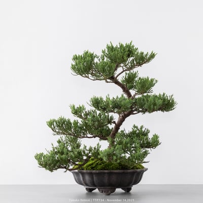 台灣真柏｜TTP7347