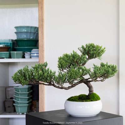 台灣真柏｜TTP5572