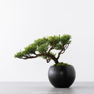 紀州真柏｜TPA5477