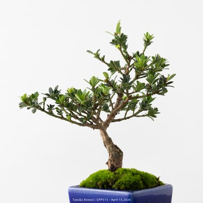 綠鑽羅漢松｜GPP5153