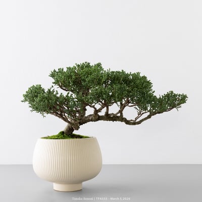 紀州真柏｜TPA5552