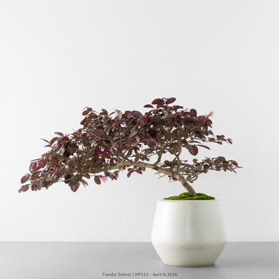 紅花繼木｜HP5228