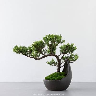 台灣真柏｜TTP5616