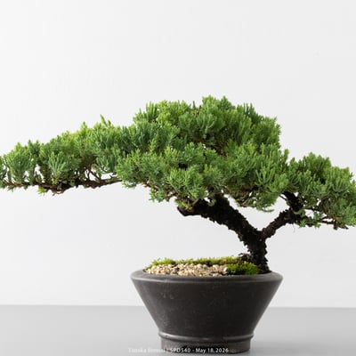 珍珠柏｜SPD5403