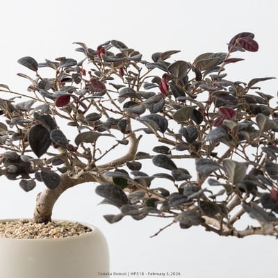 紅花繼木｜HP5182