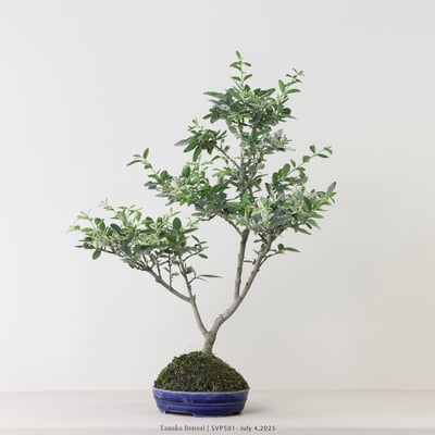 銀姬小蠟｜SVP5014