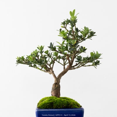 綠鑽羅漢松｜GPP5155