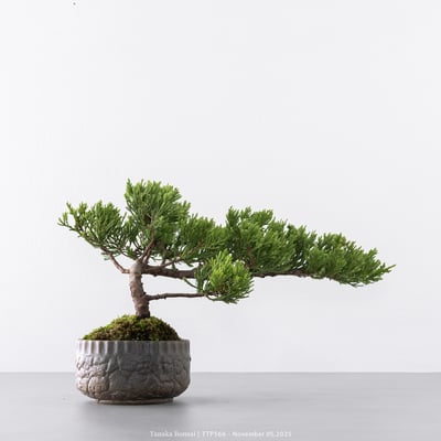 台灣真柏｜TTP5664