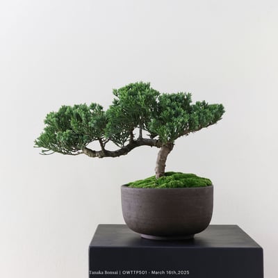 【官網限定】台灣真柏｜OWTTP5011