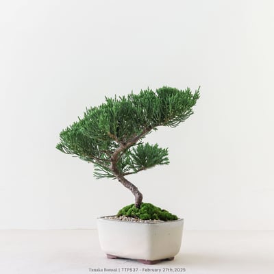 台灣真柏｜TTP5375