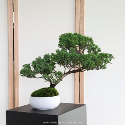 台灣真柏｜TTP7231