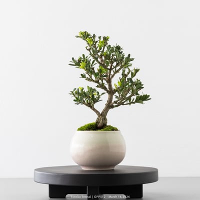 綠鑽羅漢松｜GPP5128