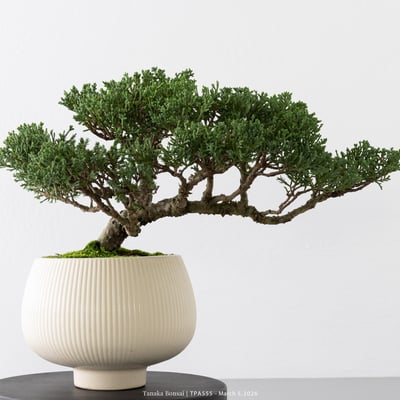 紀州真柏｜TPA5558