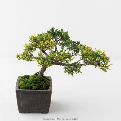 紀州真柏｜TPA5584