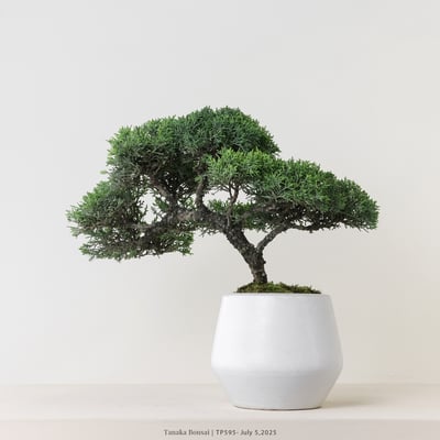 紀州真柏｜TP5956