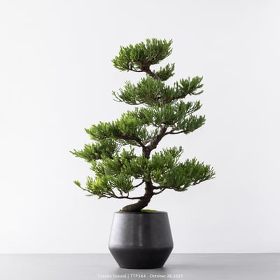 台灣真柏｜TTP5647