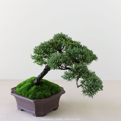 紀州真柏｜TPA5234