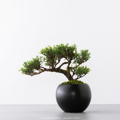 紀州真柏｜TPA5478