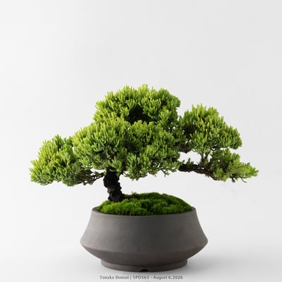 珍珠柏｜SPD5631