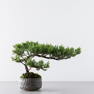 台灣真柏｜TTP5555