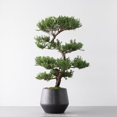 台灣真柏｜TTP5743