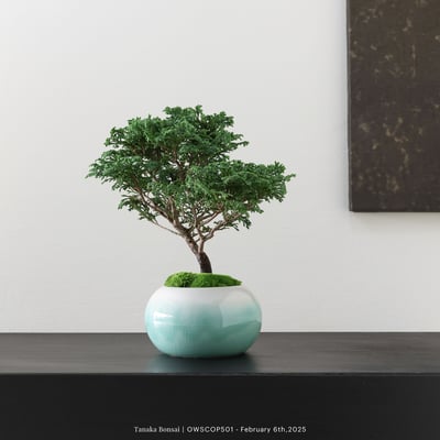 【官網限定】姬檜木｜OWSCOP5014