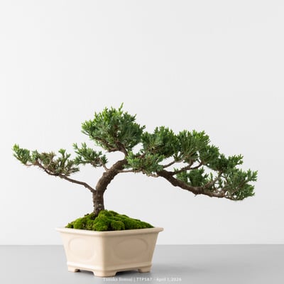 臺灣真柏｜TTP5877