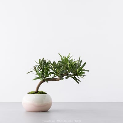 晶鑽羅漢松｜FP5286