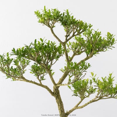 雀舌黃楊｜BHP5297