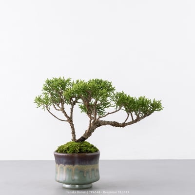 紀州真柏｜TPA5486