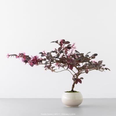 紅花繼木｜HP5177