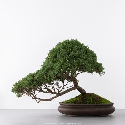 紀州真柏｜TP7878