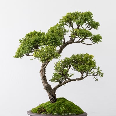 紀州真柏｜TPA5513