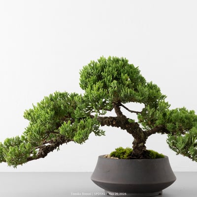 珍珠柏｜SPD5429