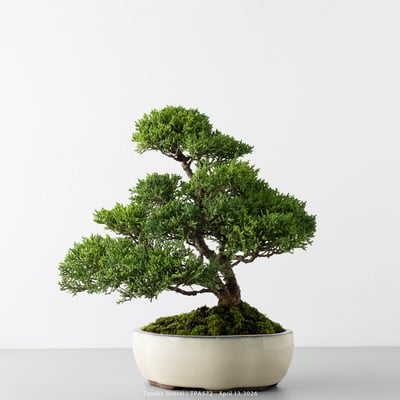 紀州真柏｜TPA5722