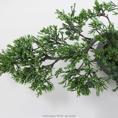 台灣真柏｜TTP7287