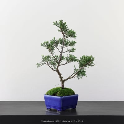 系魚川真柏｜IP5113